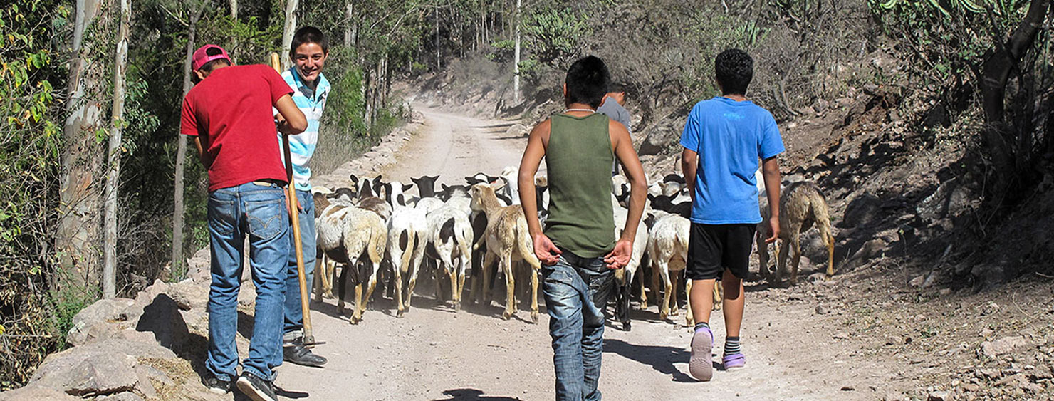 Young boys herding goats